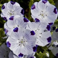 Nemophila maculata Five Spot