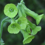Nicotiana Langsdorfii