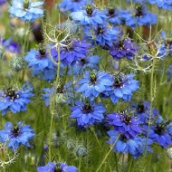 Nigella Damascena Miss Jekyll Dark Blue