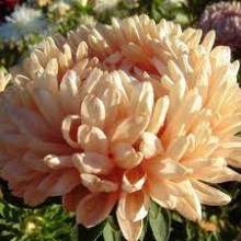 Ochiul boului-Callistephus chinensis Paeony Janina