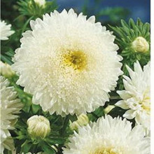 Ochiul boului-Callistephus chinensis Princess alb