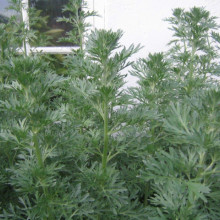 Pelin Alb-Artemisia absinthium