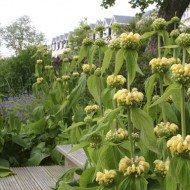 Phlomis russeliana-Ierusalim Salvie