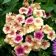 Phlox Drummondii Cherry Caramel