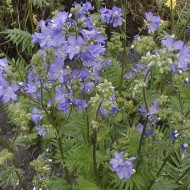 ﻿Polemonium Caeruleum-Jacob's Ladder Blue