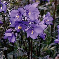 Polemonium Yezoense Purple Rain Strain