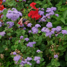 Pufuleti albastri-Ageratum Houstonianum
