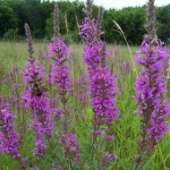 Rachitan-Lithrum Salicaria