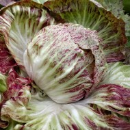 Radicchio variegata di Chioggia