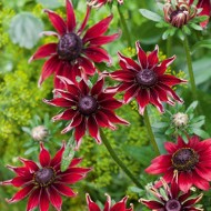 Rudbeckia Hirta Cherry Brandy