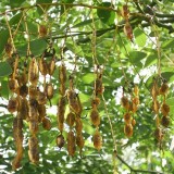 Salcam japonez-Sophora japonica
