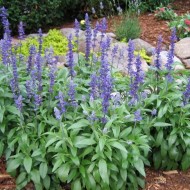 Salvia Farinacea Victoria Blue