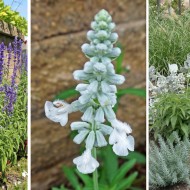 Salvia Farinacea Victoria White