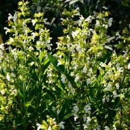 Salvia Off.Albiflora