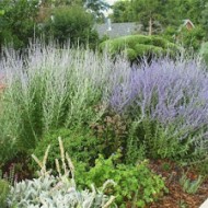 Salvia Rusa Perovskia Atriplicifolia