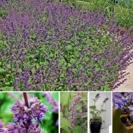 Salvia Verticillata Purple Rain