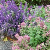 Salvia viridis mix