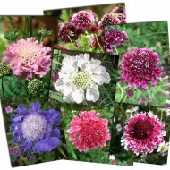 Scabiosa atropurpurea mix