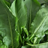 Stevia-Rumex patientia