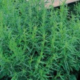 Tarhonul (Artemisia dracunculus)