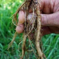 Tataneasa-Symphytum officinale