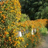 Thunbergia alata mix-Suzana cu ochi negrii