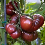 Tomate Black Krim