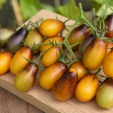 Tomate cherry Indigo Pear Drops