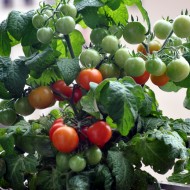 Tomate cherry Minibel