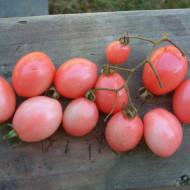 Tomate cherry Pink Thai Egg