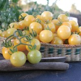 Tomate cherry Snow White