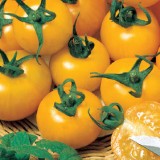 Tomate galbene Goldene Konigin