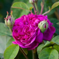 Trandafir de dulceata Rose de Rescht