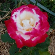 Trandafir Double Delight