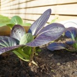 Varza chinezeasca Pak Choi Rubi F1