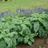Varza Kale
