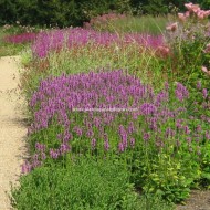 Vindecea-Stachys officinalis