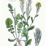 Winter Cress-Barbarea Vulgaris