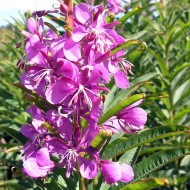 Zburatoarea-Epilobium angustifolium