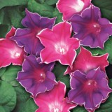 Zorele-Ipomoea Picotee mix