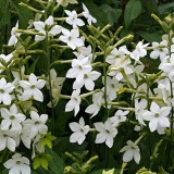 Nicotiana-Regina noptii alba