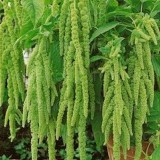 Amaranthus caudatus Green Cascade