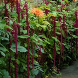 Amaranthus caudatus