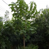 Arborele Printesei-Paulownia tomentosa