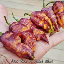 Ardei iute Pink Tiger x Peach Bhut