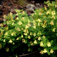 Astragalus Membranaceus