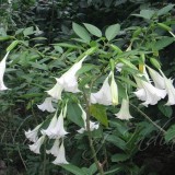 Brugmansia suaveolens White