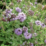 Busuiocul cerbilor-Mentha pulegium