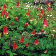 ﻿ Caldarusa-Aquilegia Canadensis Nana