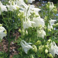 Caldarusa-Aquilegia vulgaris Alba